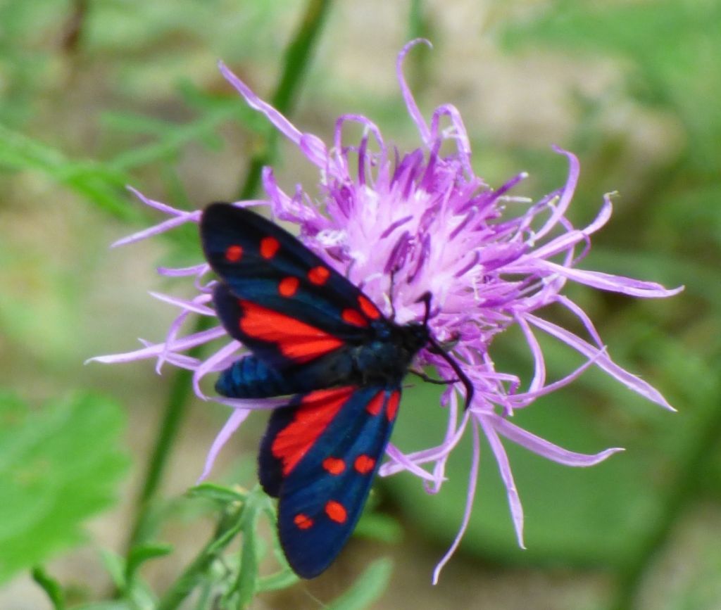 Zygaena da confermare